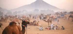 Pushkar( town) famous for its Camel Fairs Pushkar( town) famous for its Camel Fairs