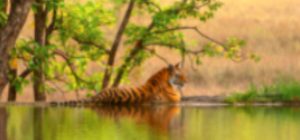 Ranthambore National Park Ranthambore National Park