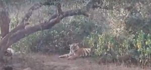 Sariska National Park Sariska National Park